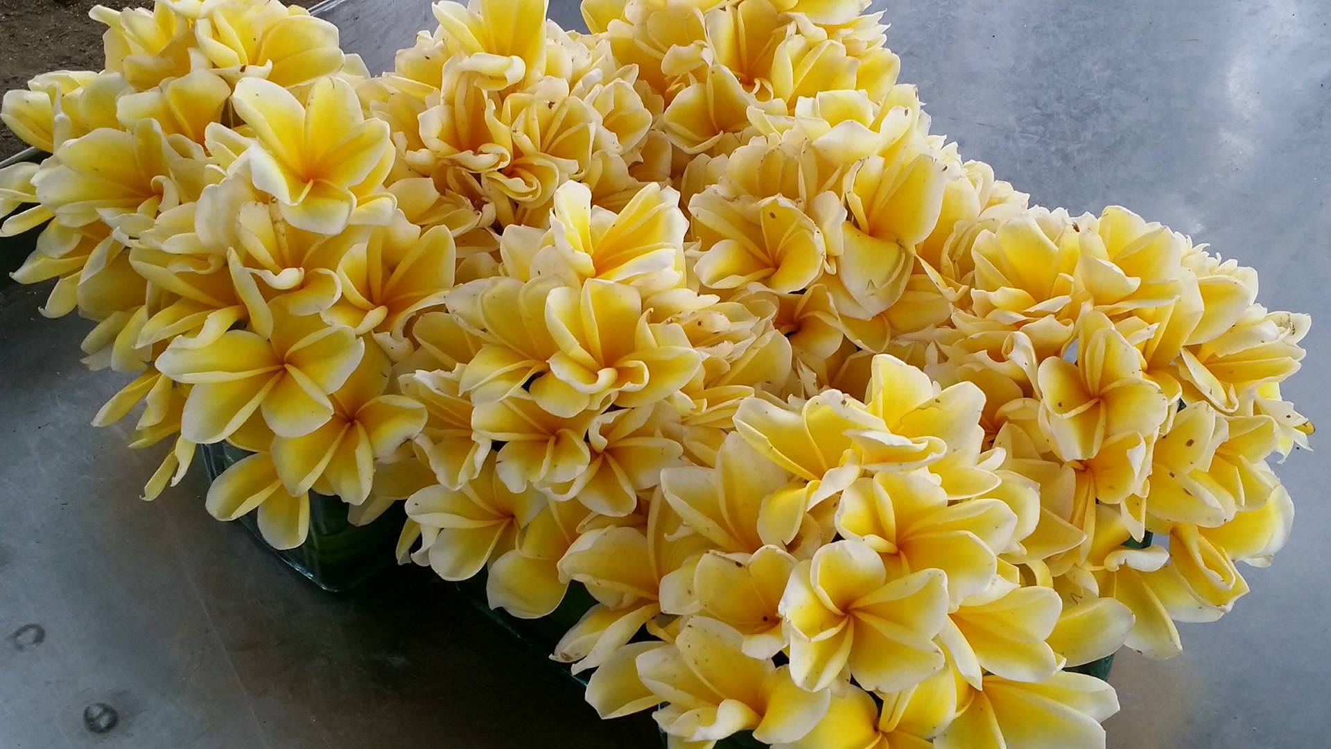 frangipani-flowers