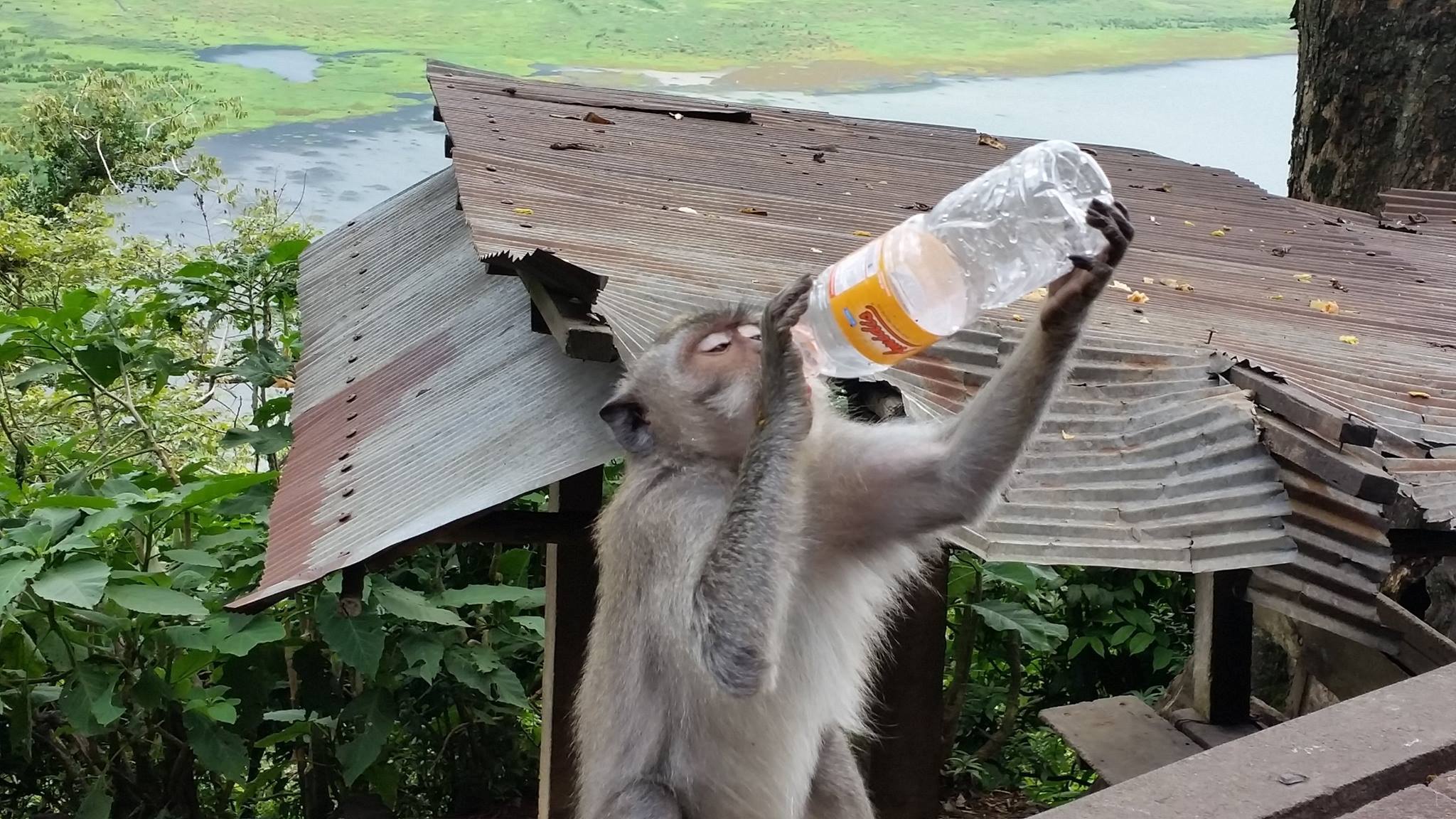 monkey-drinking
